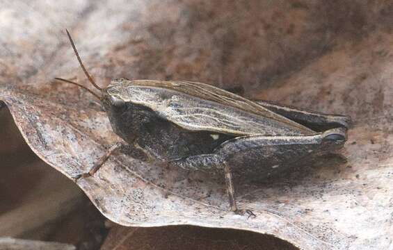 Image of Black-sided Pygmy Grasshopper