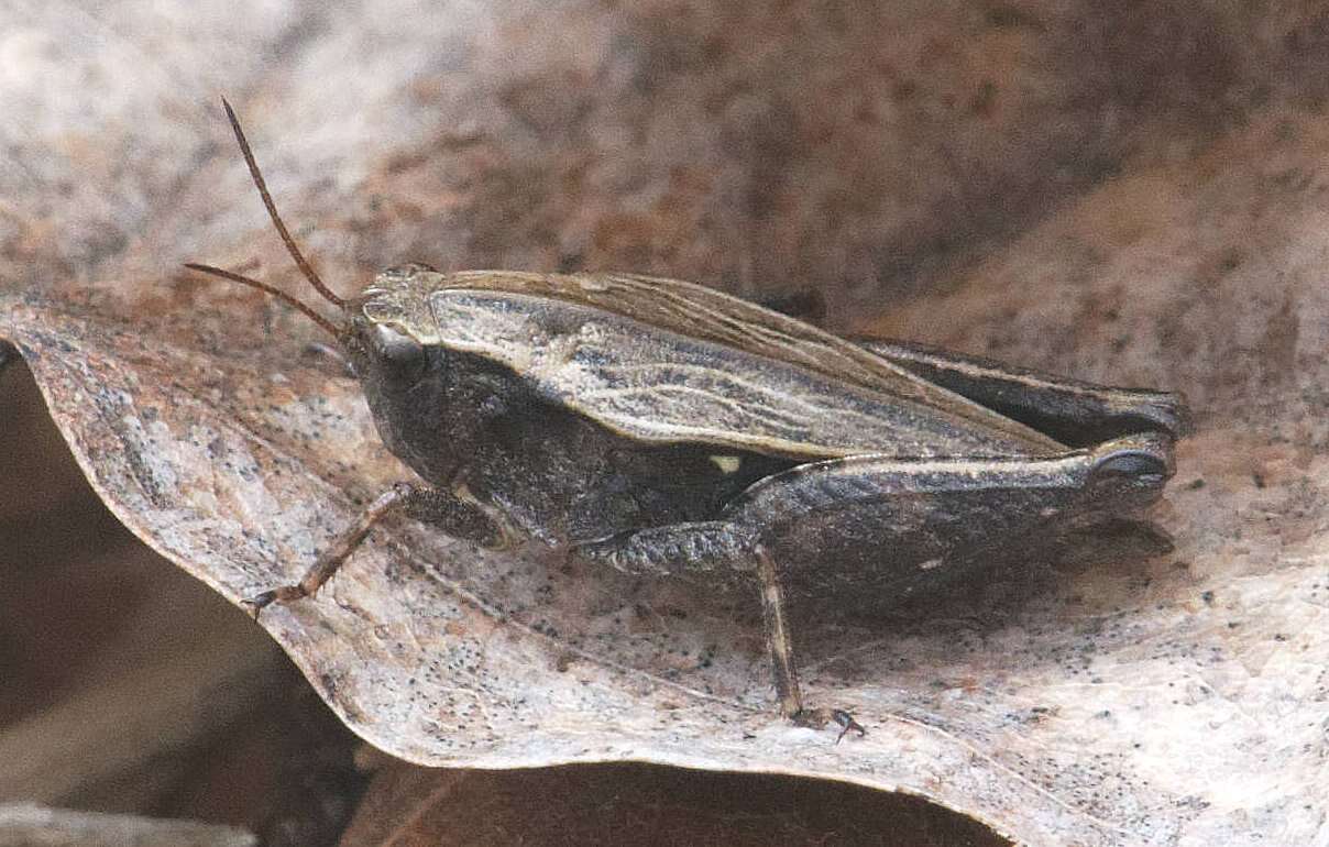 Tettigidea lateralis (Say 1824)的圖片