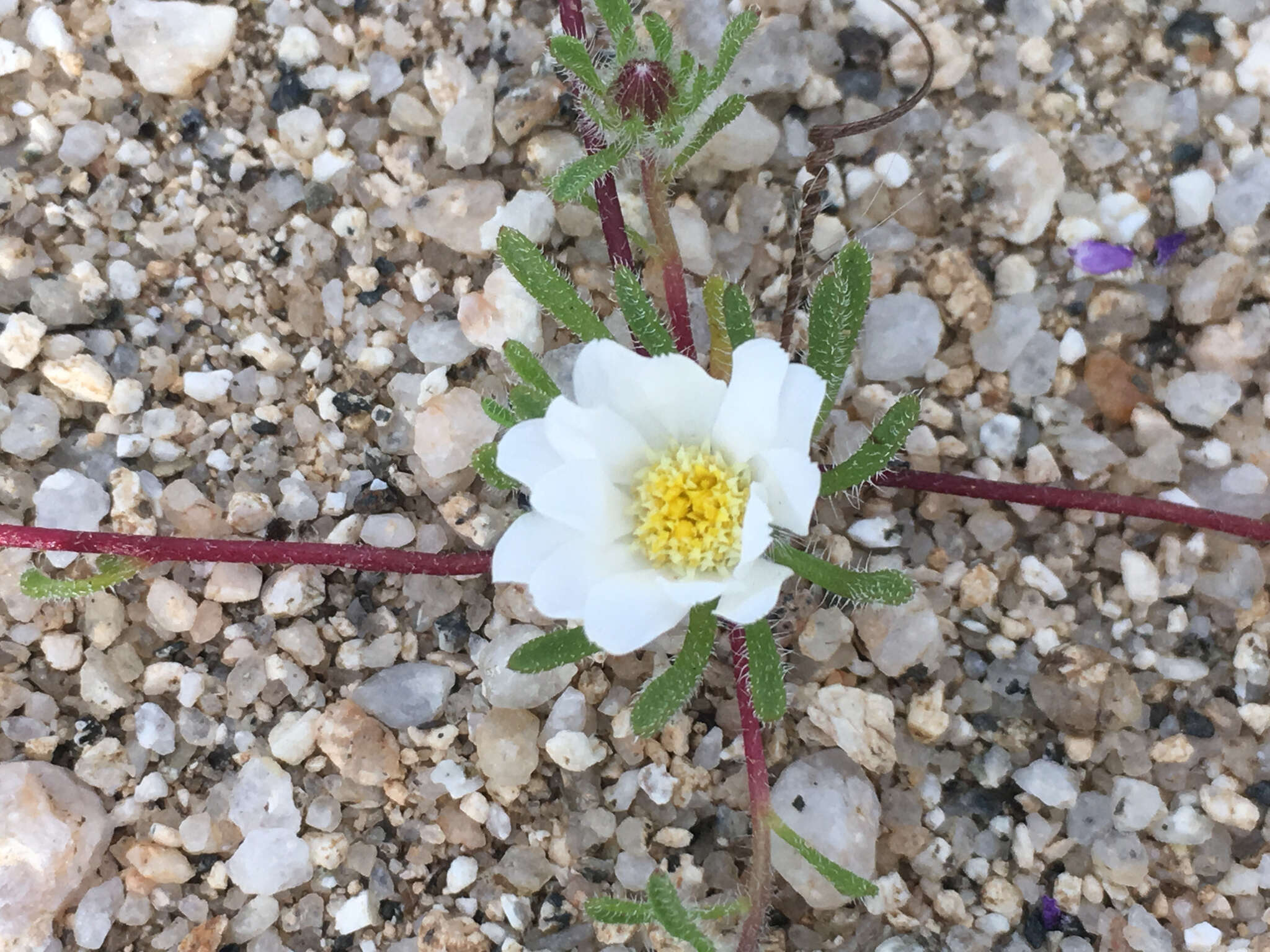 Image of Mojave desertstar