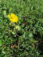 Image of Helianthemum nummularium subsp. nummularium