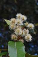 Image of Backhousia leptopetala (F. Müll.) M. G. Harr.