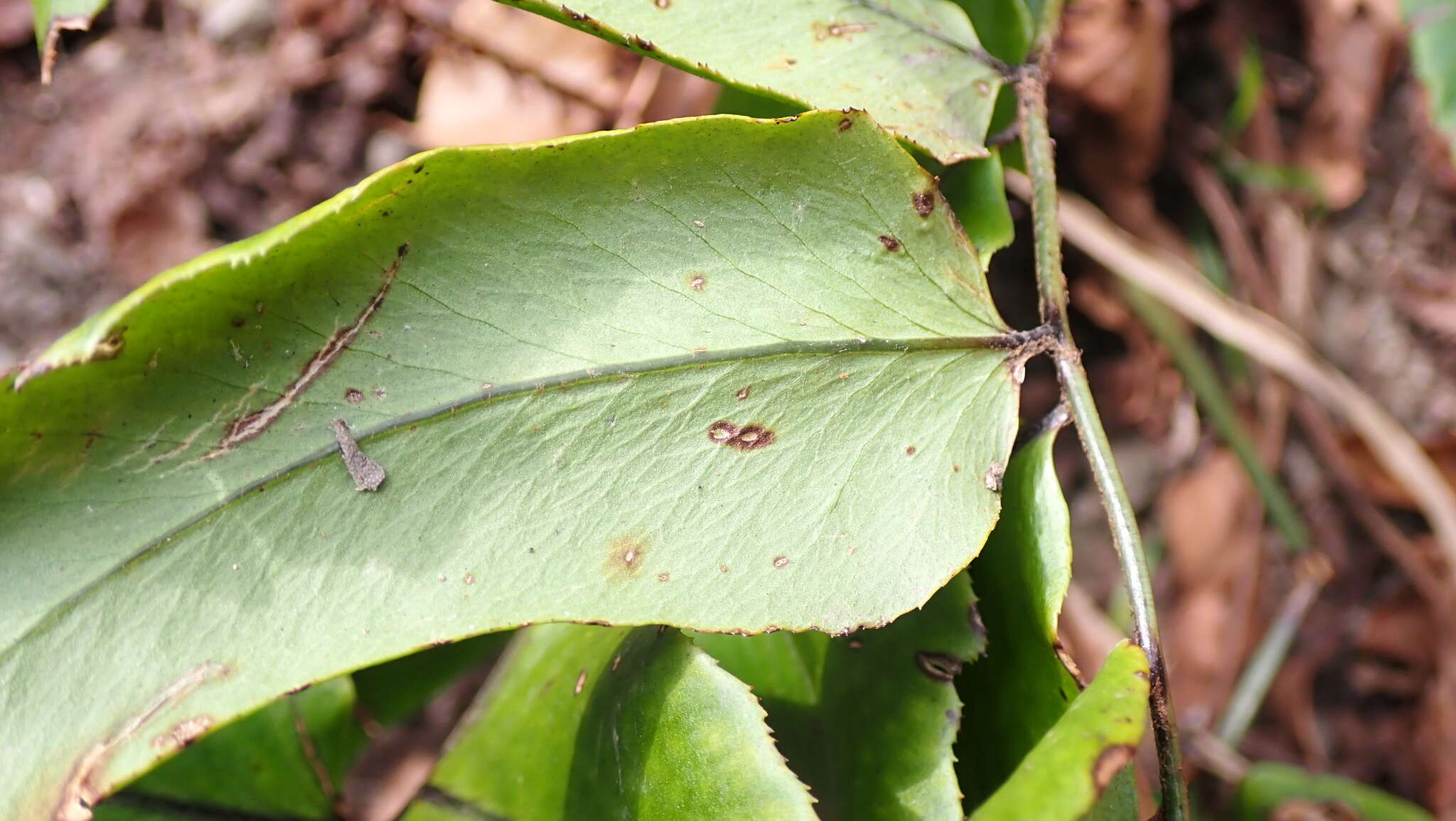 Image of dwarf netvein hollyfern