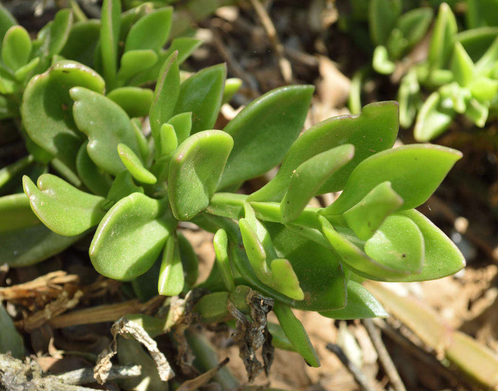 Image of Mesembryanthemum haeckelianum Berger