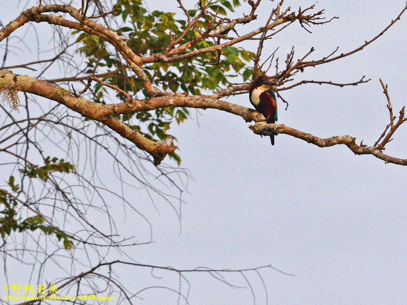 صورة Halcyon smyrnensis fusca (Boddaert 1783)