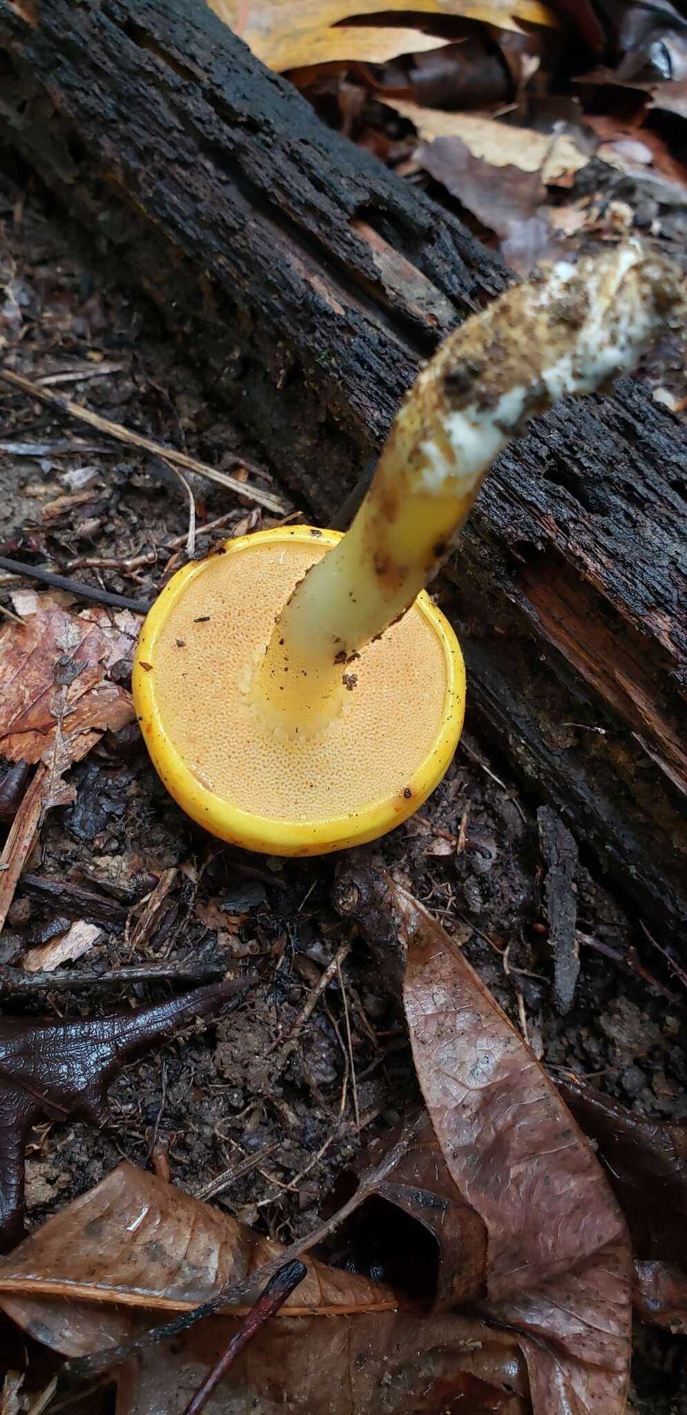 Pulveroboletus curtisii (Berk.) Singer 1947的图像