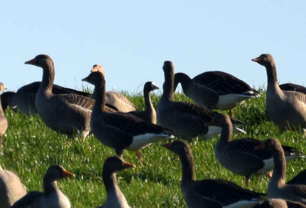 Image of Eurasian White-fronted Goose