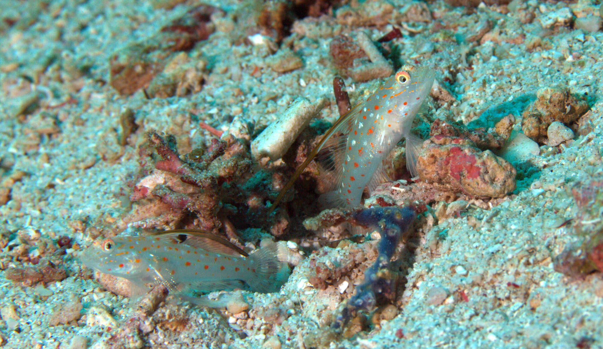 Image of Tangaroan shrimp-goby