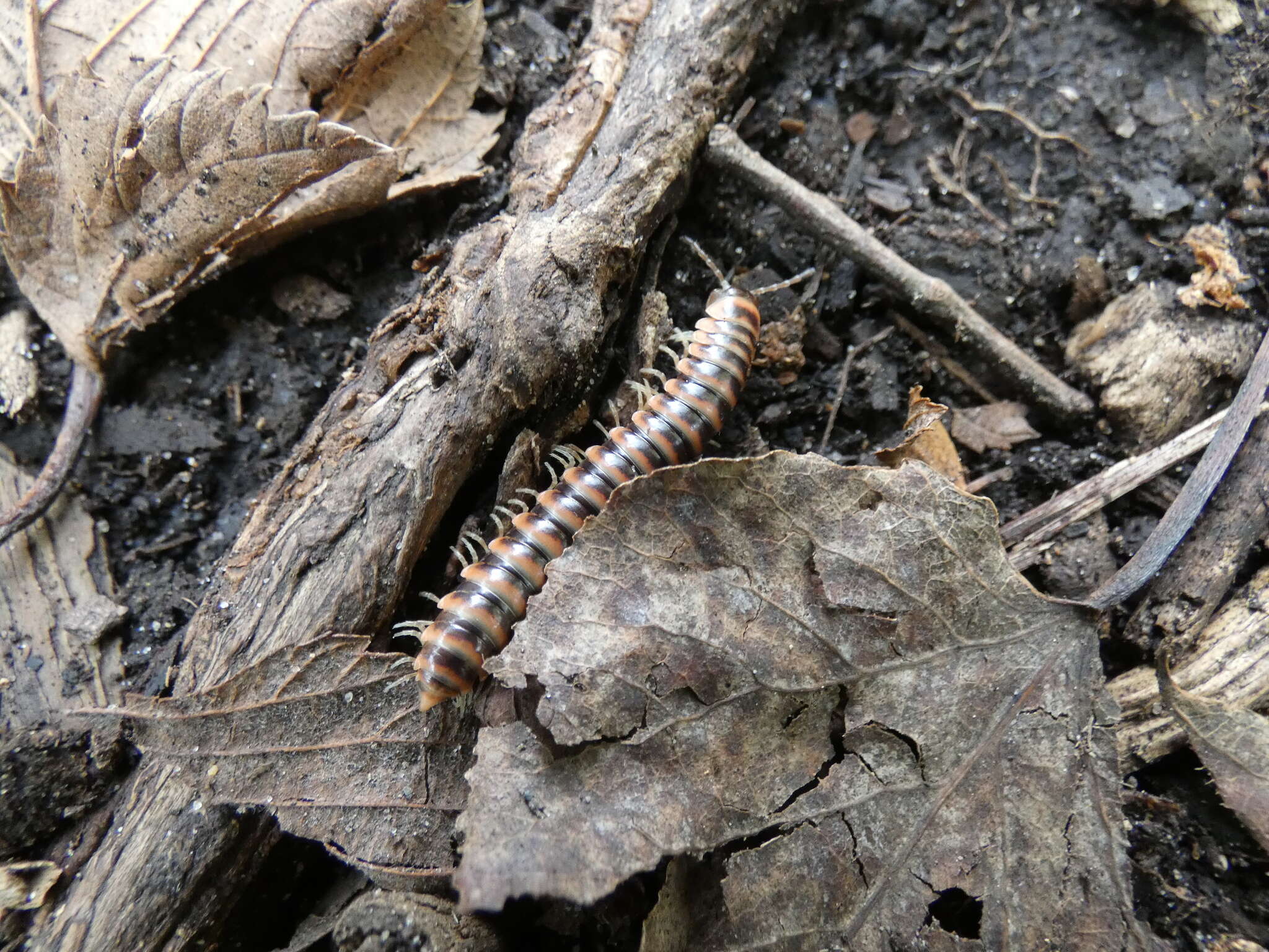 Image of Semionellus placidus (Wood 1864)