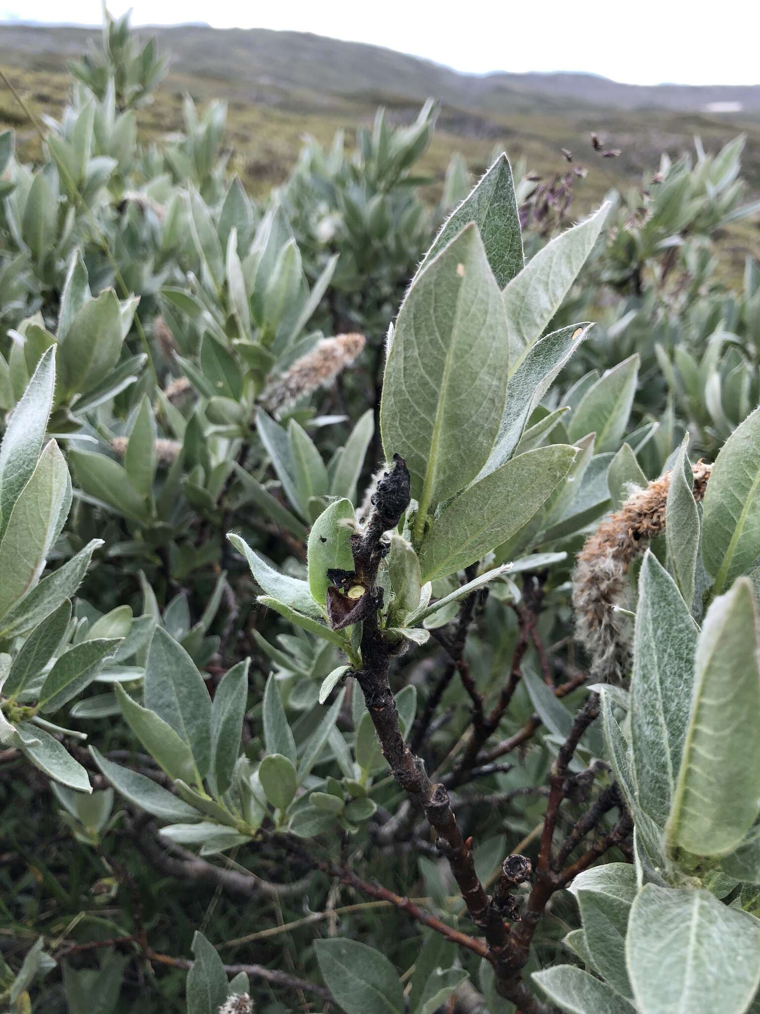 Image of Barratt's Willow