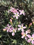 Image of cold-desert phlox