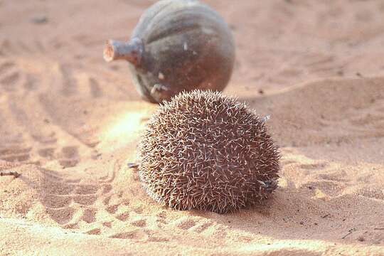 Image of Globe thistles