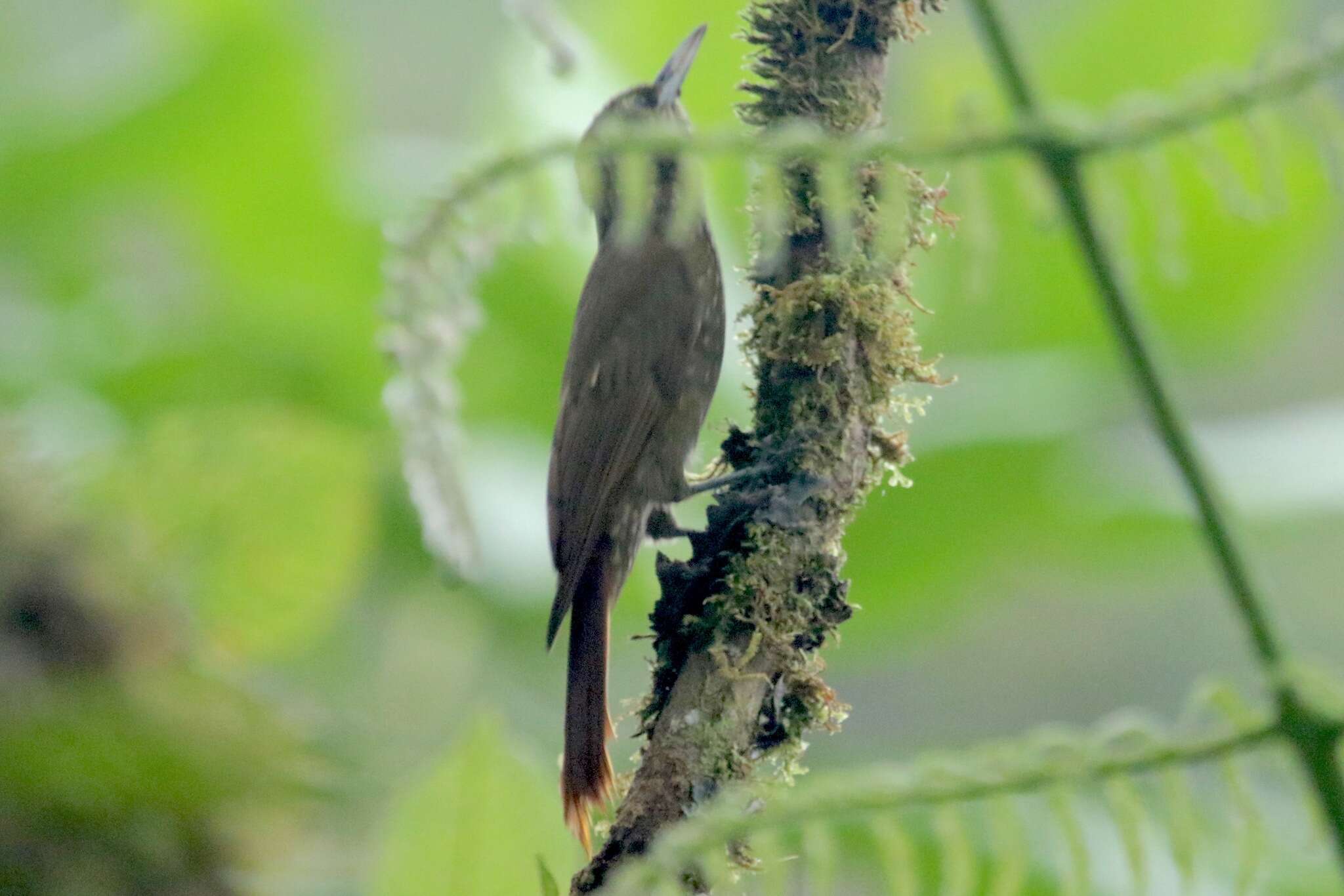 Imagem de Xiphorhynchus triangularis (Lafresnaye 1842)