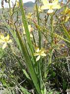 Image of Wachendorfia paniculata Burm.