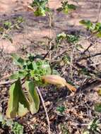 صورة Eremophila serrulata (A. DC.) Druce