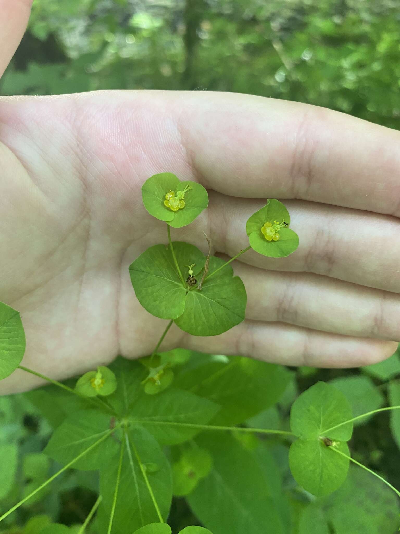 Image of Euphorbia squamosa Willd.