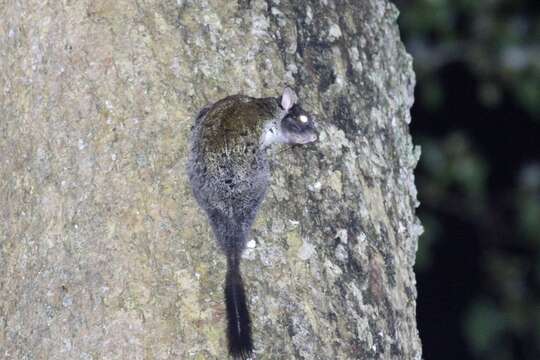 Image of scaly-tailed squirrel