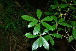 Image of Litsea elongata (Nees) Benth. & Hook. fil.