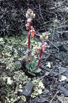 Image of <i>Echeveria argentinensis</i> Hutchison