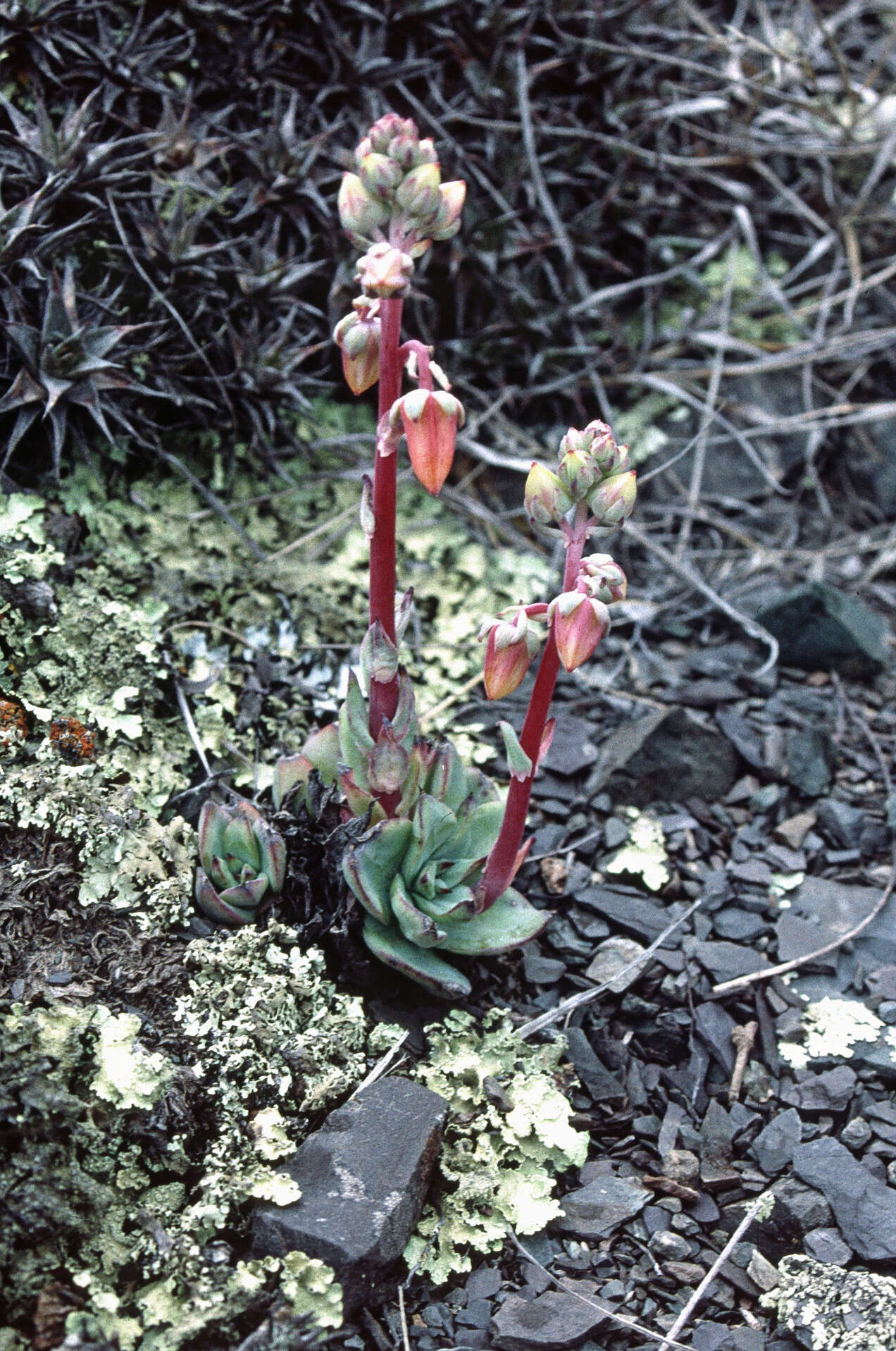 Sivun Echeveria argentinensis var. kieslingii kuva