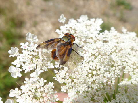 Image of Phasia hemiptera (Fabricius 1794)