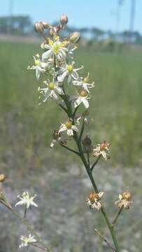 Image of White Sunnybell