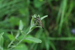 صورة Dysmachus fuscipennis (Meigen 1820)