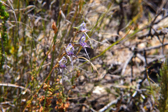 Image of Disa multifida Lindl.