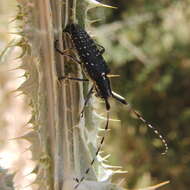 Image of Agapanthia (Epoptes) irrorata (Fabricius 1787)