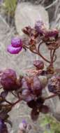 Image of Calceolaria purpurea R. Grah.