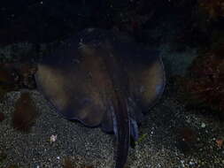 Image of round fantail stingray