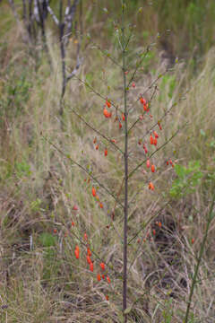 Image of Halleria elliptica Thunb.