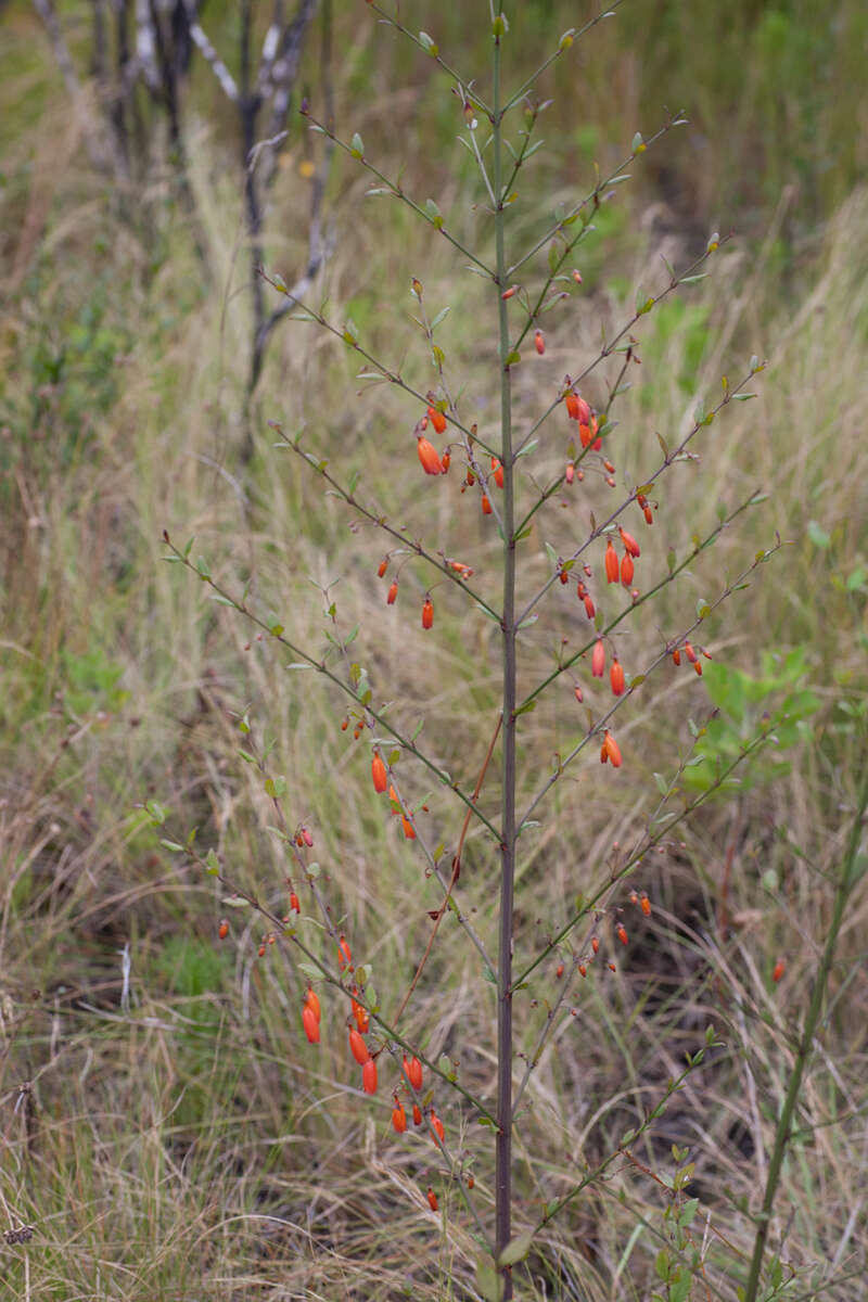 Sivun Halleria elliptica Thunb. kuva