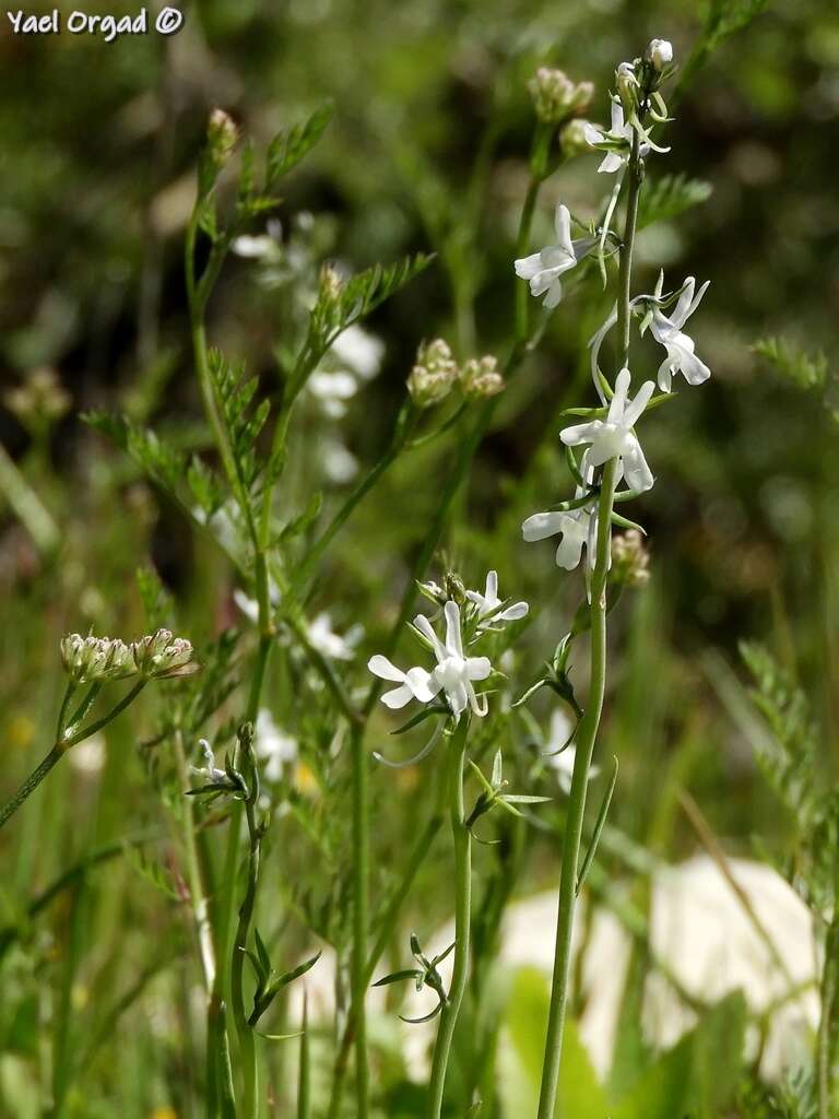 Image de Linaria chalepensis (L.) Mill.