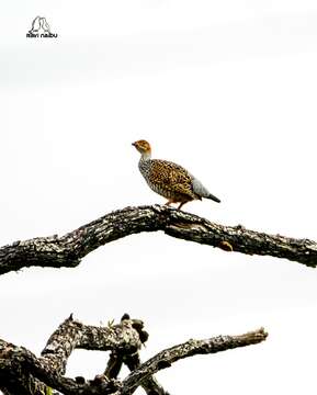 Image of Painted Francolin