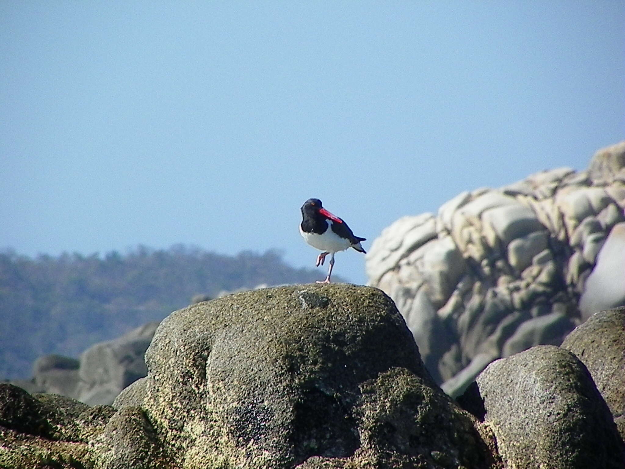 Image of American Oystercatcher