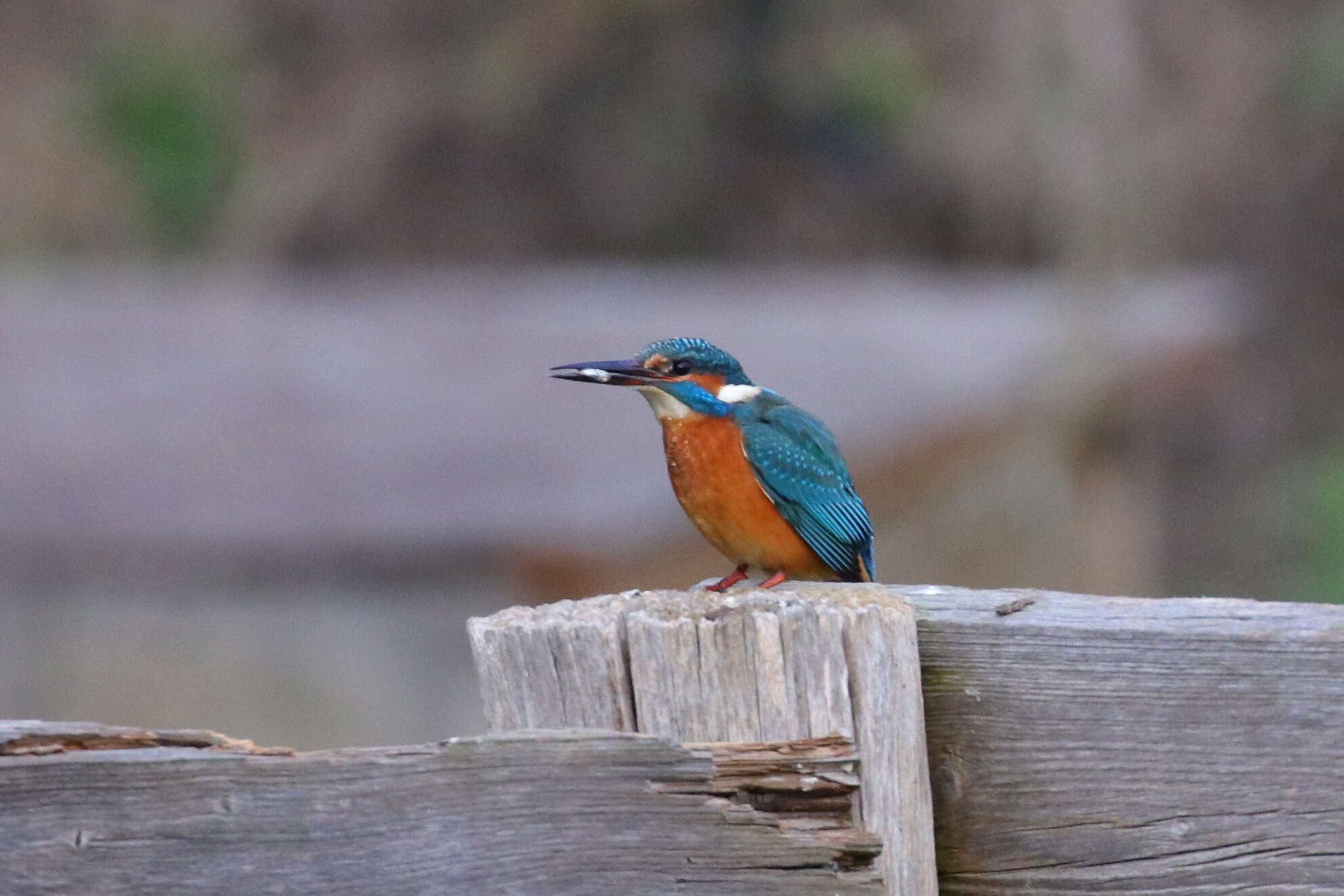 Image of Alcedo atthis ispida Linnaeus 1758