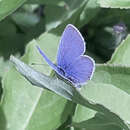 Image de Cupido amyntula maritima (Leblanc 1985)