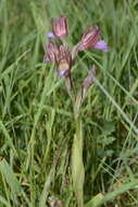 Image of Anacamptis papilionacea subsp. papilionacea