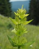 Image of Gentiana lutea subsp. symphyandra (Murb.) Hayek