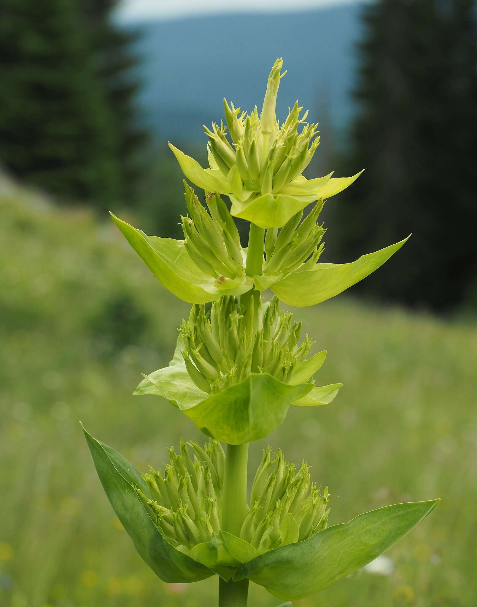 Image of Gentiana lutea subsp. symphyandra (Murb.) Hayek