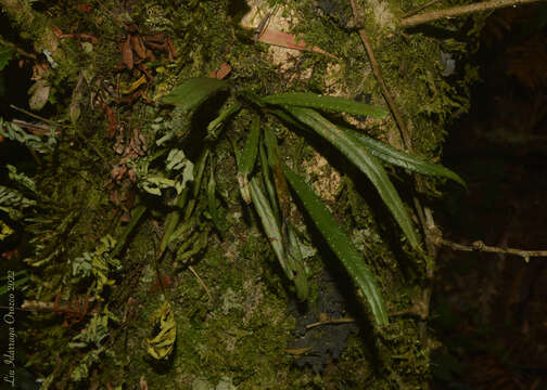 Image of Campyloneurum austrobrasilianum (Alston) Sota