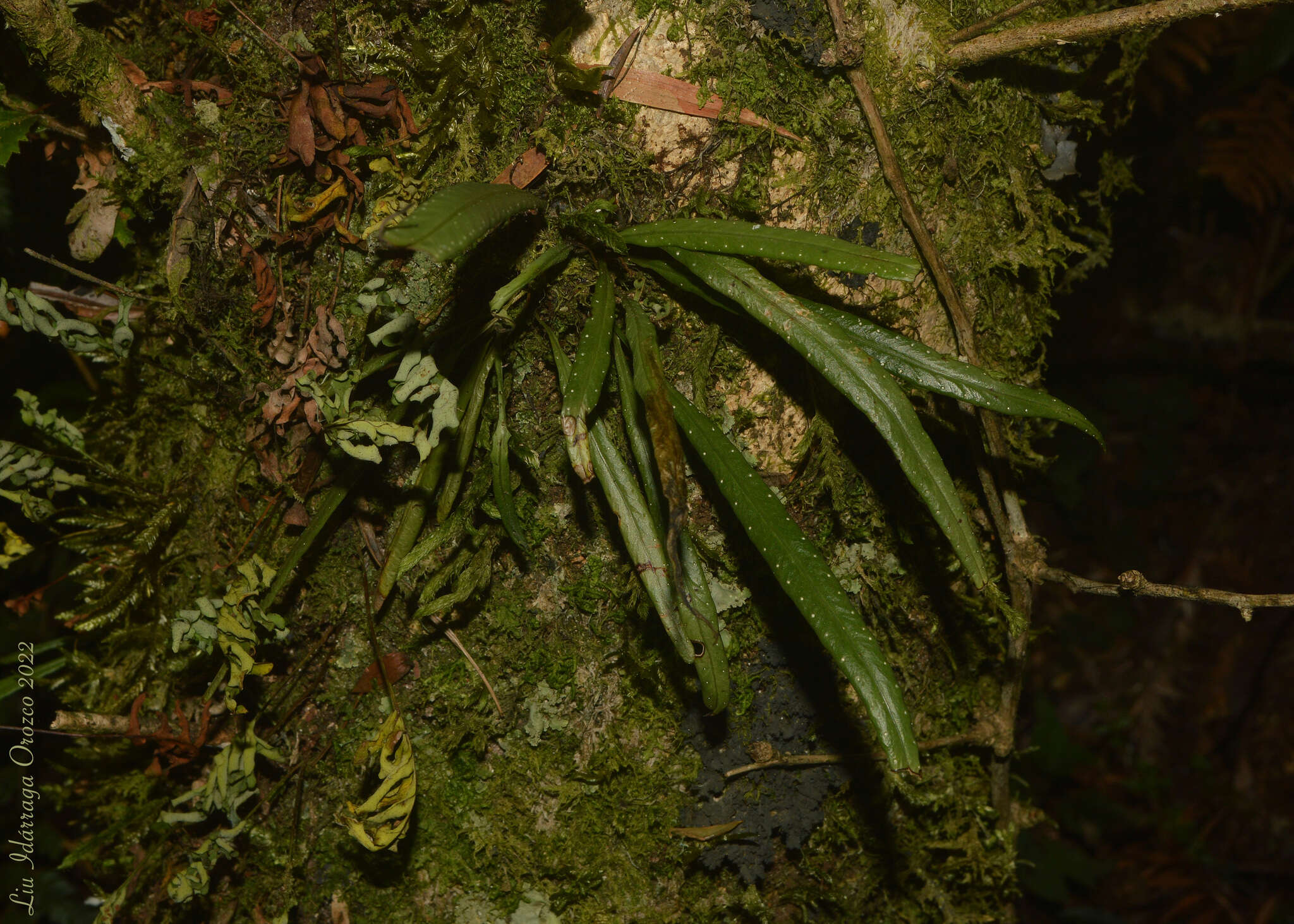 Image of Campyloneurum austrobrasilianum (Alston) Sota