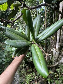 Imagem de Ardisia glauciflora Urban