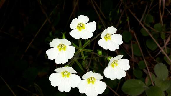 Imagem de Ourisia macrophylla Hook.