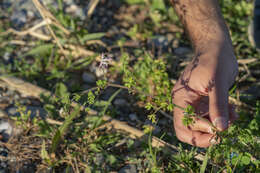 Image of Judean Fumitory