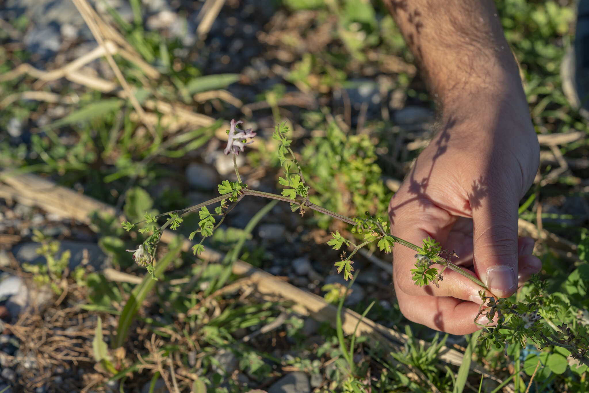 Image of Judean Fumitory