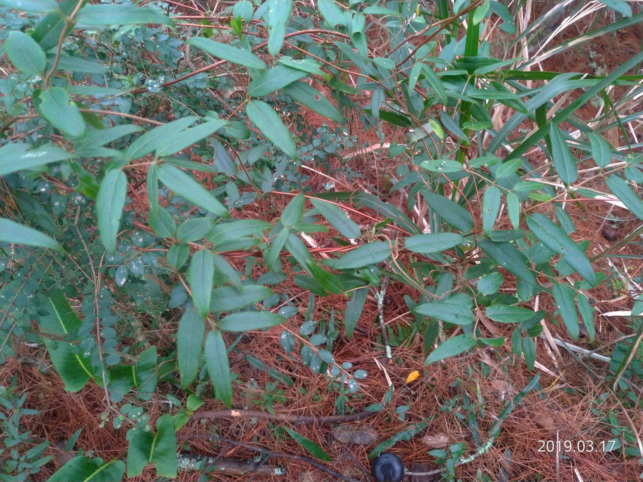 Image de Lonicera acuminata Wall.