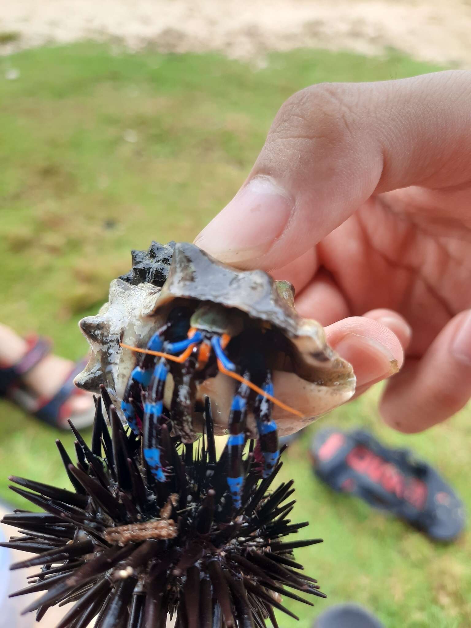 Image of blue-knuckled hermit