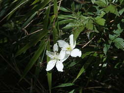 Image of Himalayan Clematis