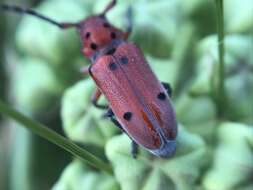 Sivun Tetraopes texanus Horn 1878 kuva